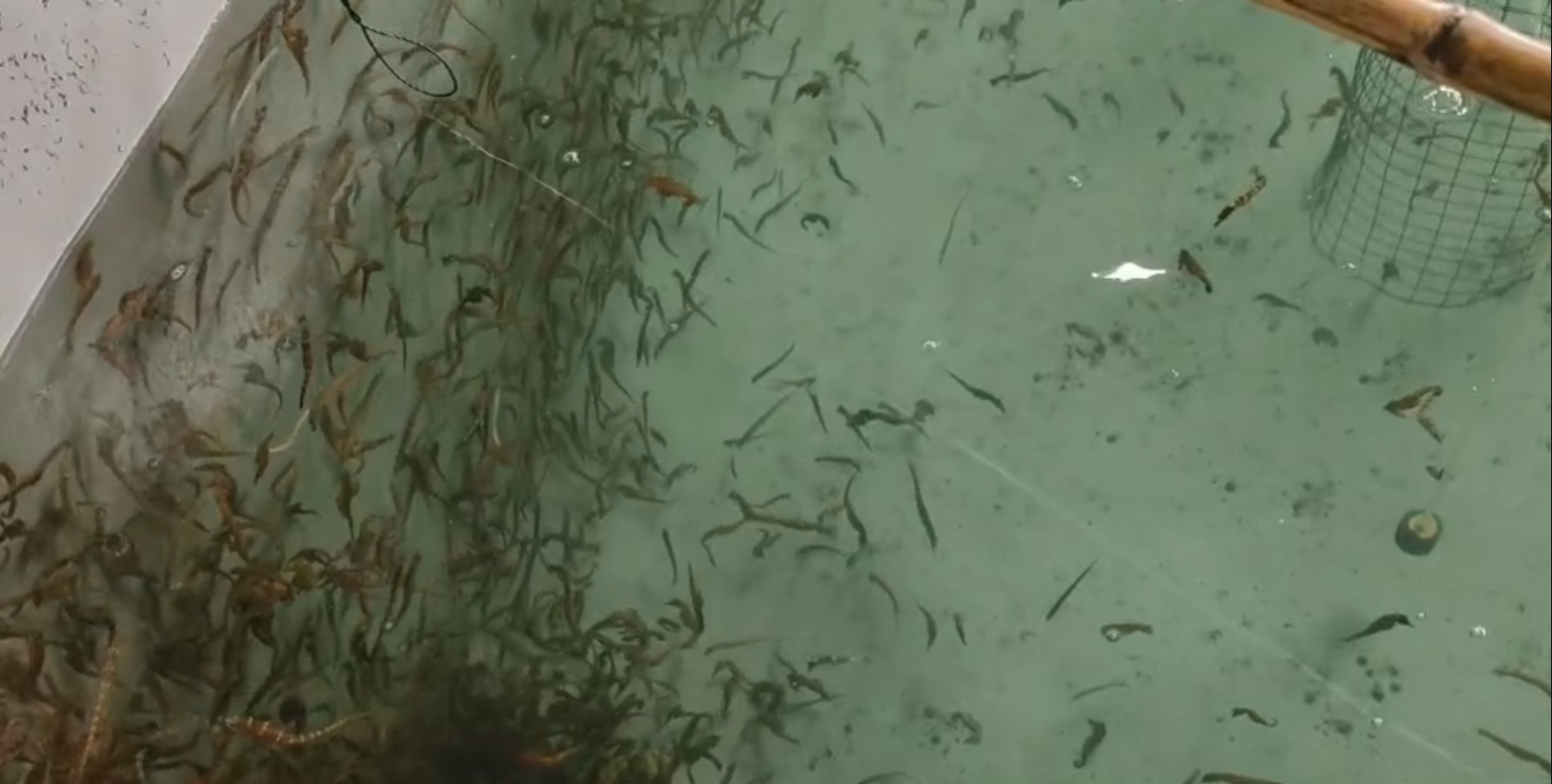 海马养殖【视频】