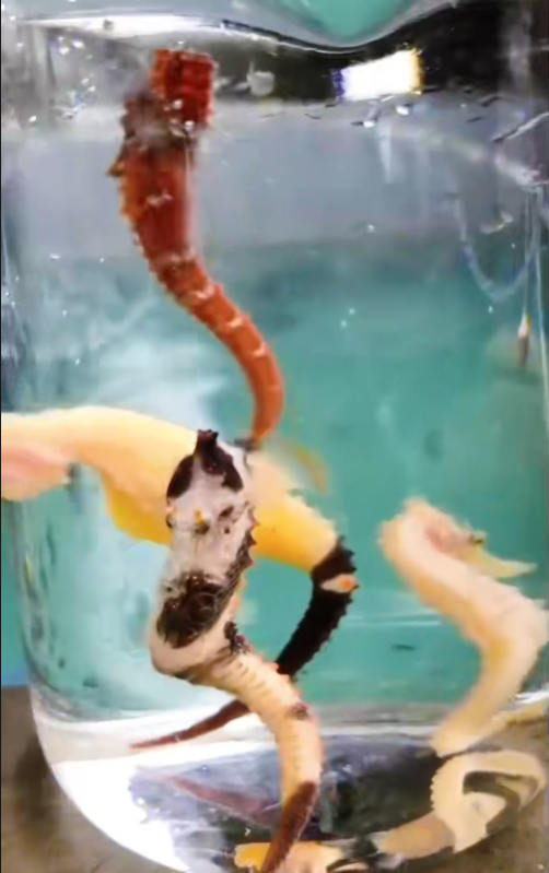 观赏海马【视频】