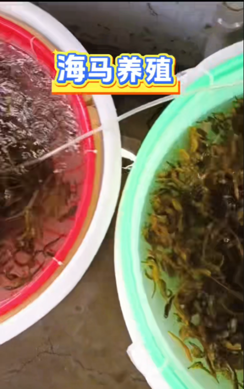 海马养殖【视频】